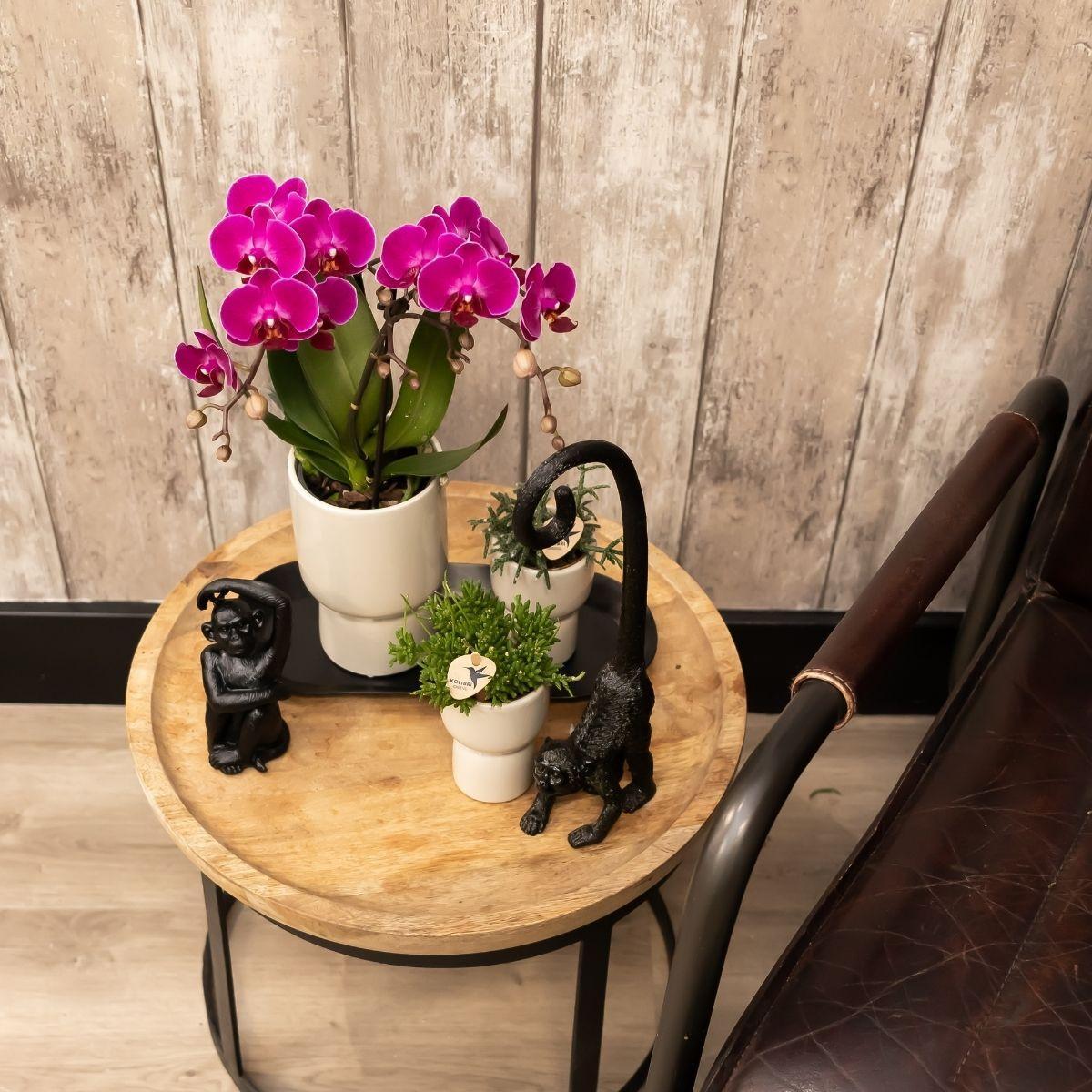 Kolibri Orchids | Paarse phalaenopsis orchidee - Morelia + Trophy sierpot grey - potmaat Ø9cm - 40cm hoog | bloeiende kamerplant - vers van de kweker