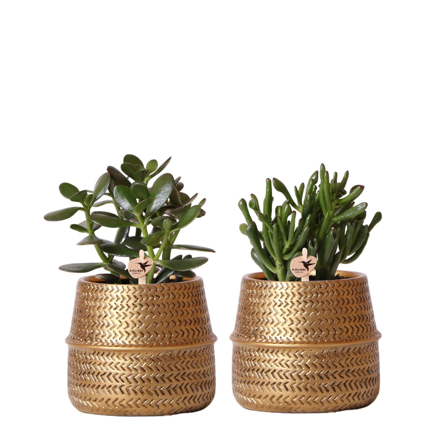 Kolibri Greens | Succulenten set van 2 planten in gouden groove sierpotten - keramiek  potmaat Ø9cm