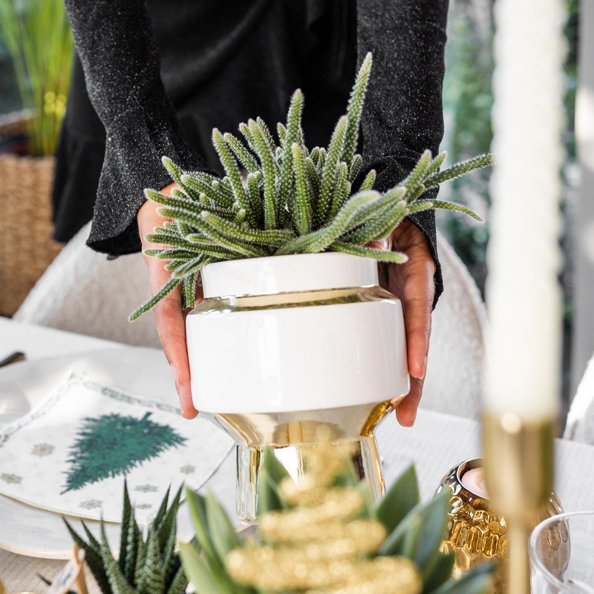 Kolibri Company | Gift set Luxury Living| Plantenset met witte Phalaenopsis Orchidee en Succulenten incl. keramieken sierpotten