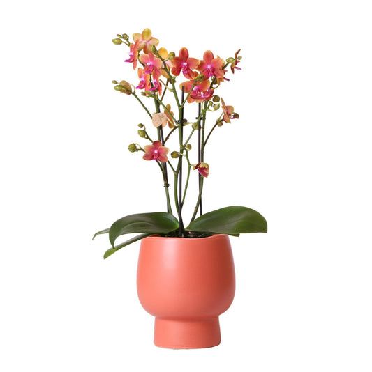 Kolibri Orchids | Oranje geurende phalaenopsis orchidee in terracotta kleurige Scandic sierpot - potmaat Ø12cm