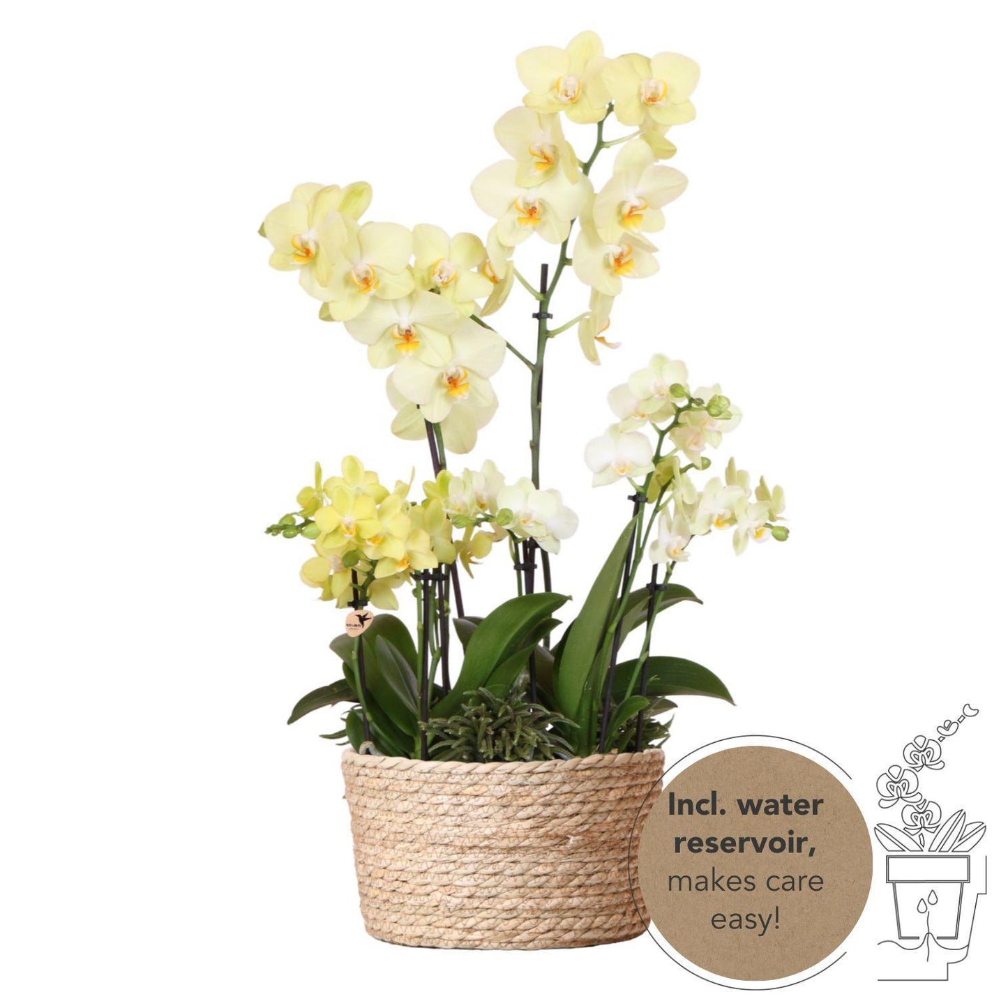 Kolibri Orchids | gele plantenset in Reed Basket incl. waterreservoir | drie gele orchideeën en drie groene planten Rhipsalis | Field Bouquet geel met zelfvoorzienend waterreservoir