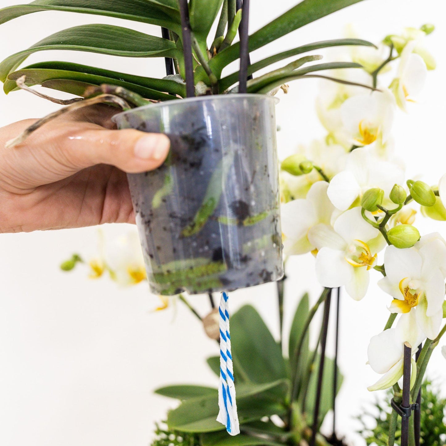 Kolibri Orchids | witte plantenset in Cotton Basket incl. waterreservoir | drie witte orchideeën Lausanne 9cm en drie groene planten Rhipsalis | Jungle Bouquet wit met zelfvoorzienend waterreservoir