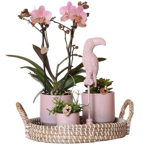 Kolibri Company - Complete Plantenset Harmony nude  | Groene planten set met roze Phalaenopsis Orchidee en incl. keramieken sierpotten en accessoires