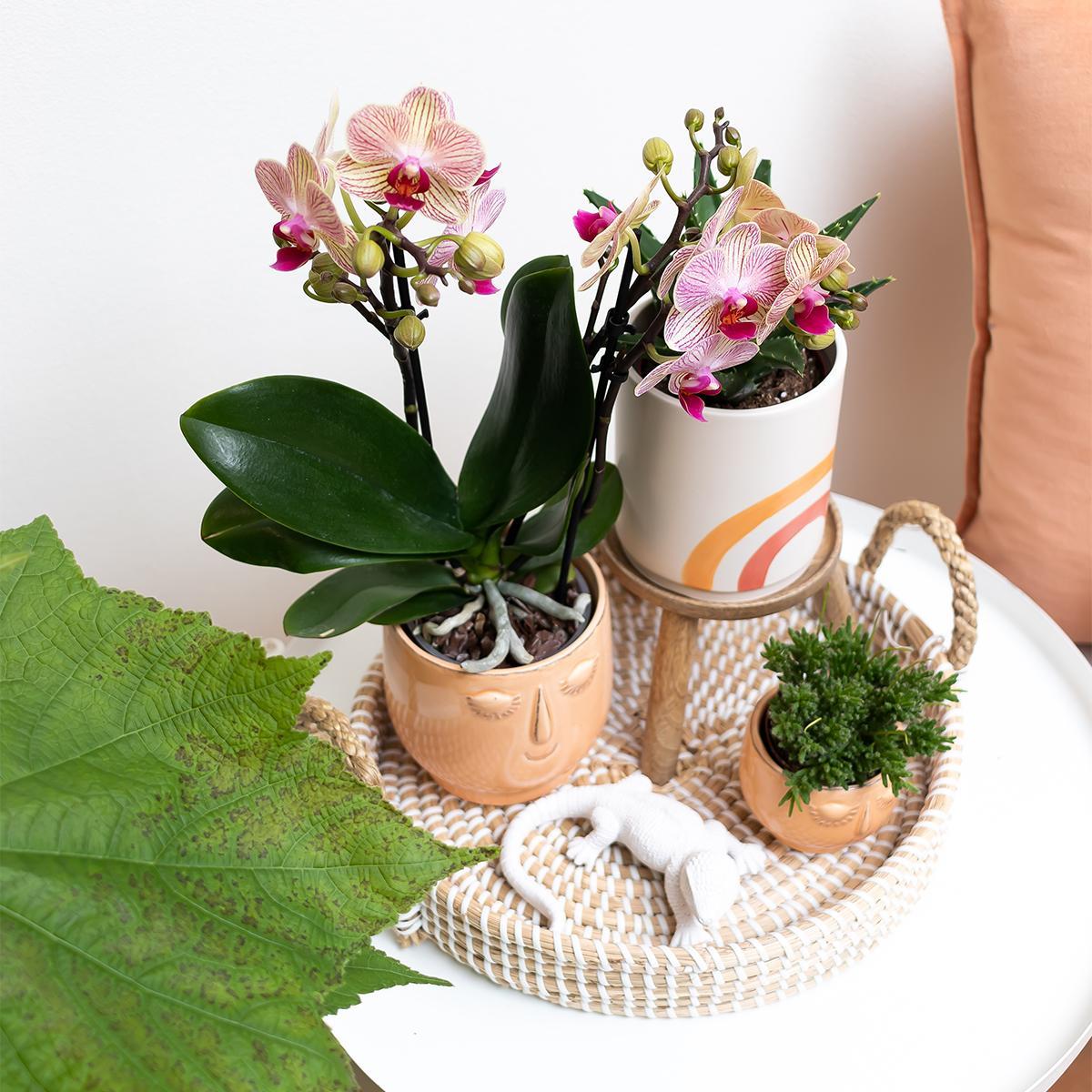 Kolibri Greens | Planten set - Groene plant - Succulent Aloë Brevifolia in Rainbow peach sierpot- potmaat Ø9cm