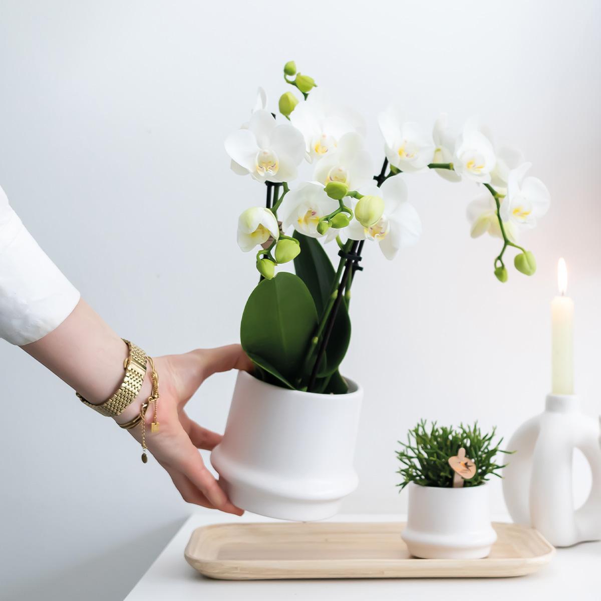 Kolibri Greens | Groene plant - Succulent Haworthia Limifolia in Ring pot wit - potmaat Ø9cm - groene kamerplant - vers van de kweker