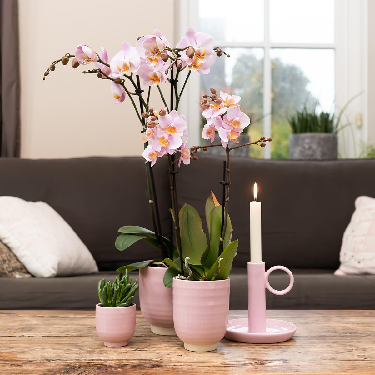 Kolibri Orchids | Roze phalaenopsis orchidee in roze Glazed sierpot - potmaat Ø12cm