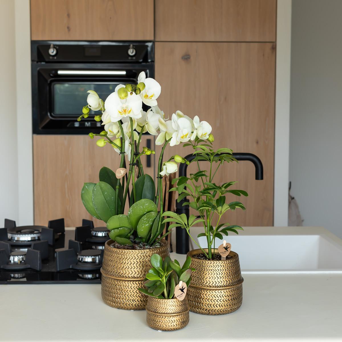 Kolibri Home | Groove bloempot - Gouden keramieken sierpot - potmaat Ø12cm