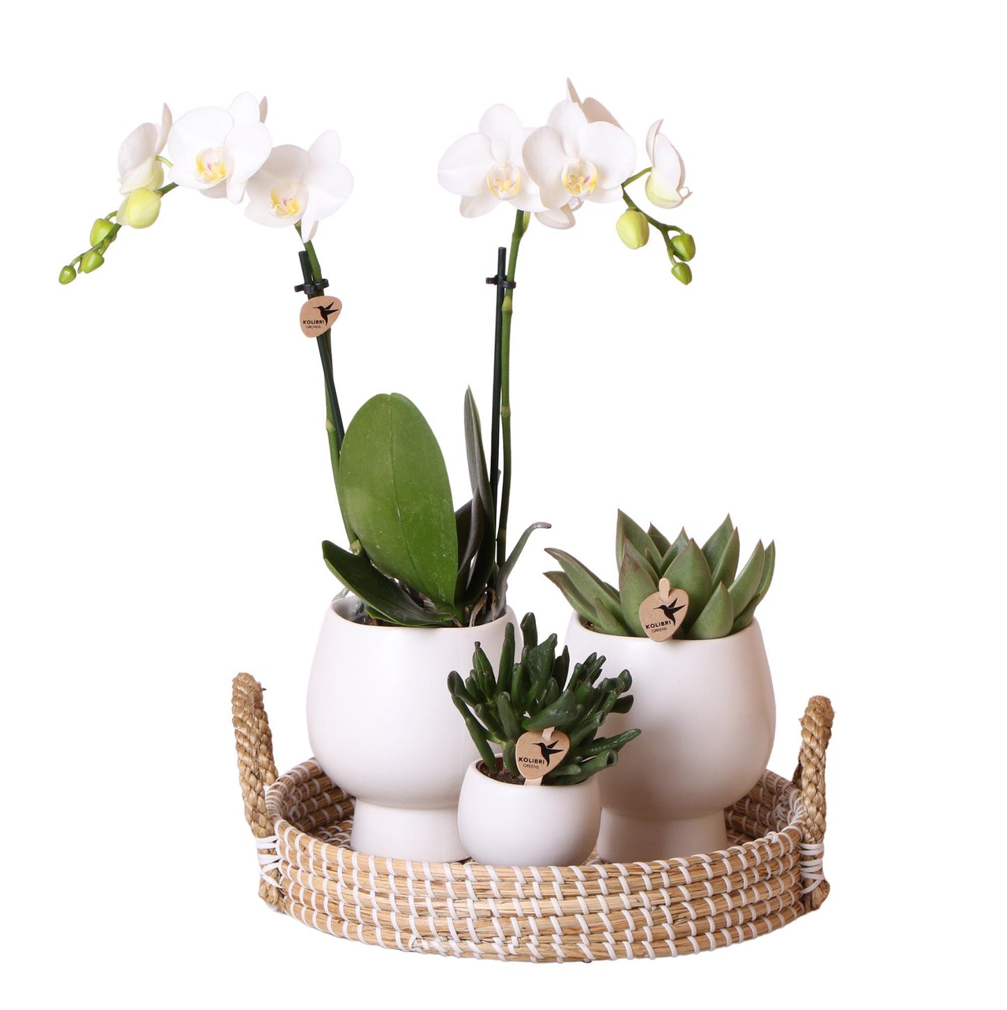 Kolibri Company | Gift set Scandic white | Plantenset met witte Phalaenopsis Orchidee en Succulenten incl. keramieken sierpotten