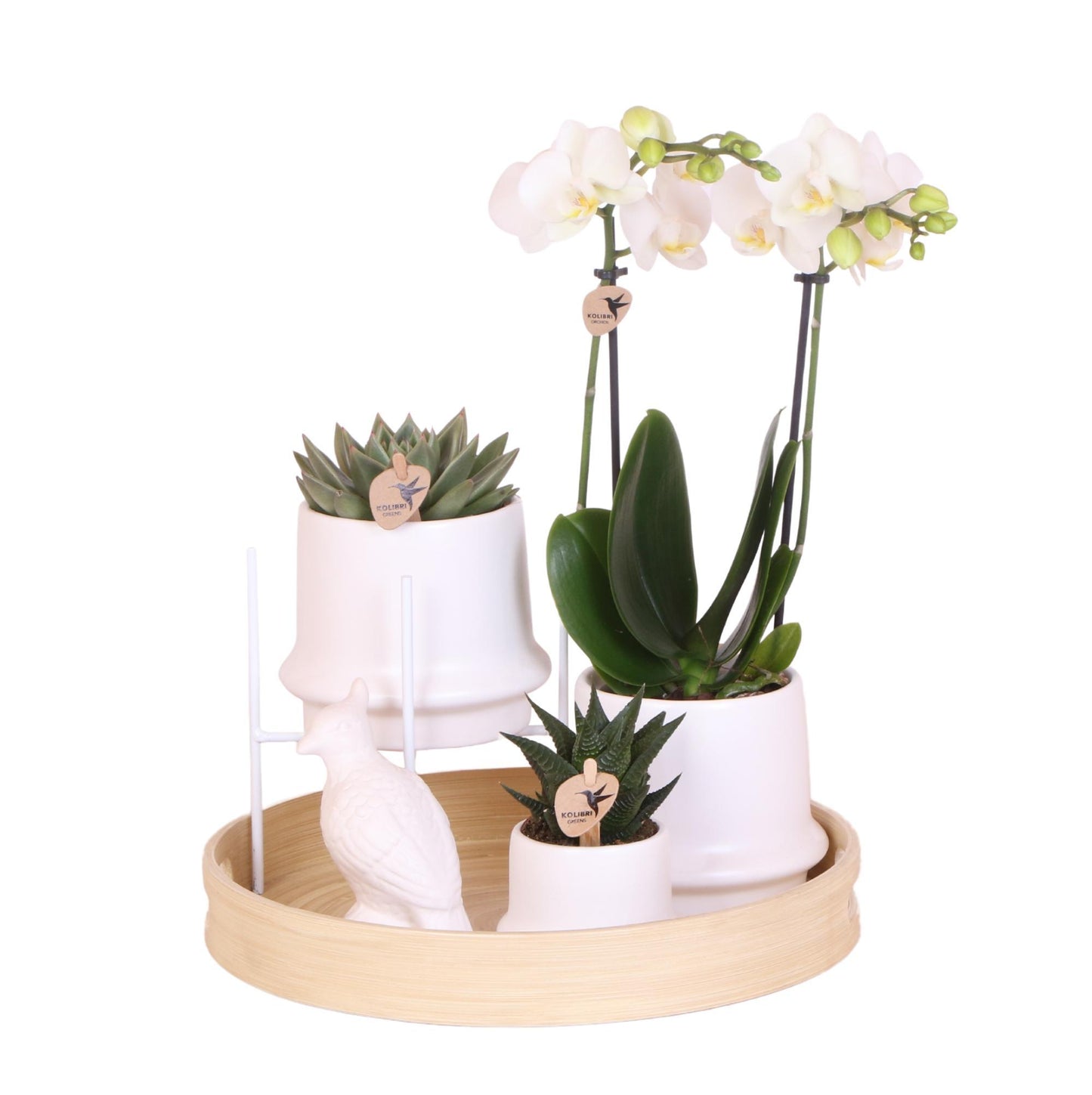 Kolibri Company | Gift set Inner Retreat| Plantenset met witte Phalaenopsis Orchidee en Succulenten incl. keramieken sierpotten