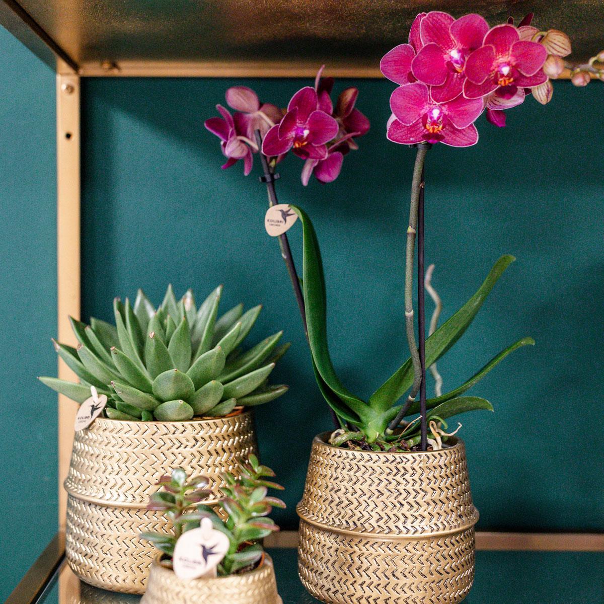 Kolibri Orchids | Roze Phalaenopsis orchidee – Treviso in Groove pot goud – potmaat Ø12cm – 35cm hoog | bloeiende kamerplant in bloempot - vers van de kweker