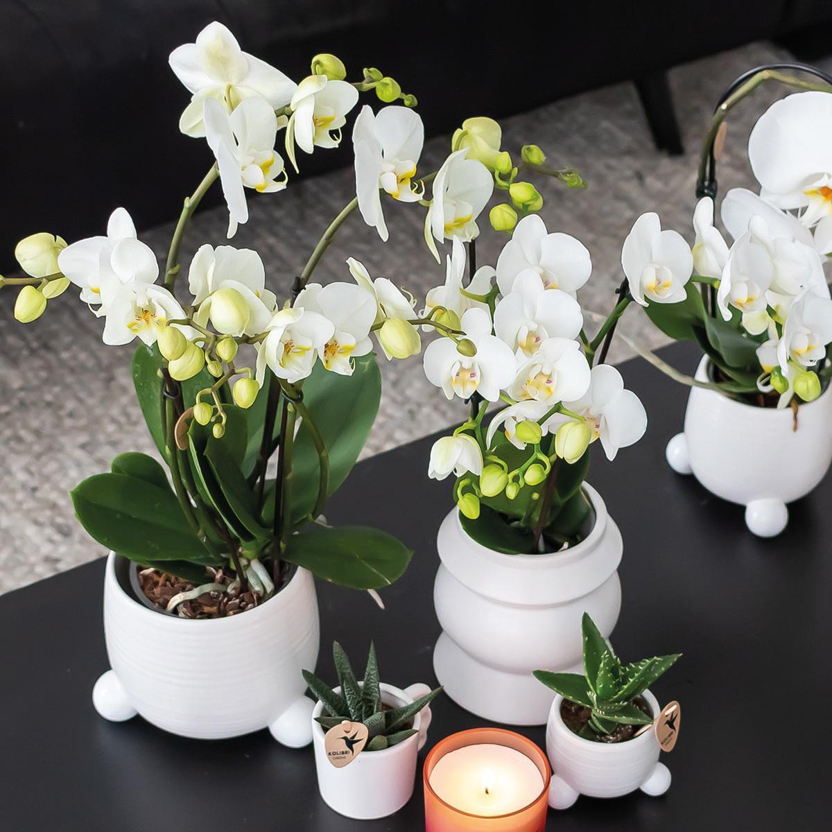 Kolibri Home | Rolling witte bloempot - witte keramieken sierpot Ø6cm