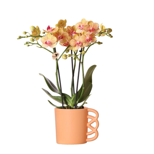 Kolibri Orchids | Oranje Phalaenopsis orchidee – Jamaica + Happy Mug sierpot peach – potmaat Ø9cm – 35cm hoog | bloeiende kamerplant in bloempot - vers van de kweker