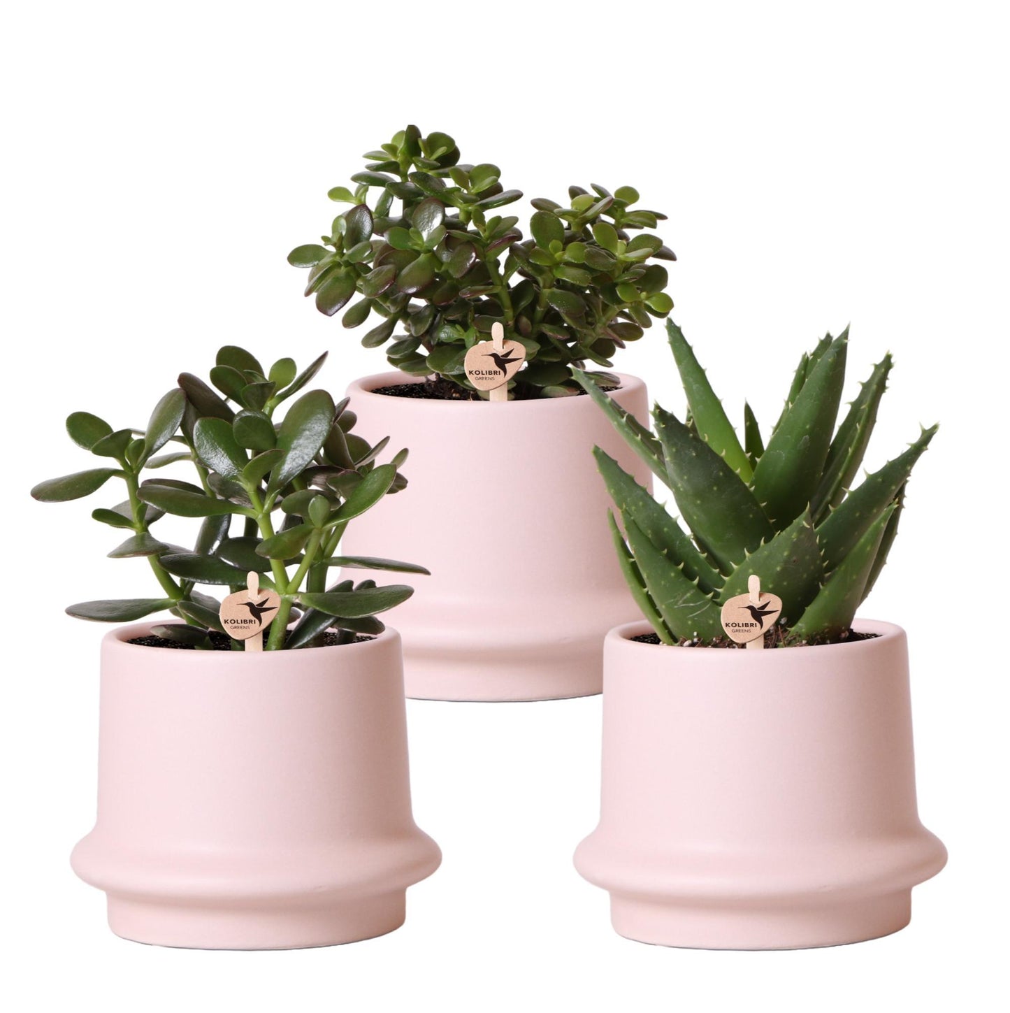 Kolibri Greens | Planten set - met 3 Succulenten mix - incl. keramieken sierpotten | potmaat Ø9cm