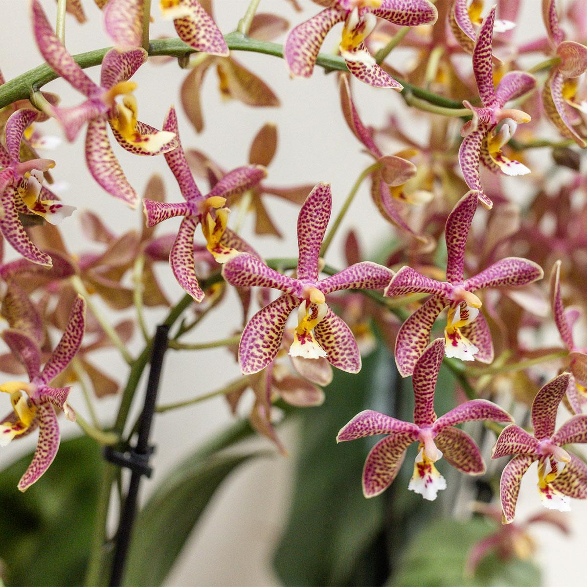 Kolibri Orchids | oranje Phalaenopsis orchidee - Spider - potmaat Ø9cm | bloeiende kamerplant - vers van de kweker