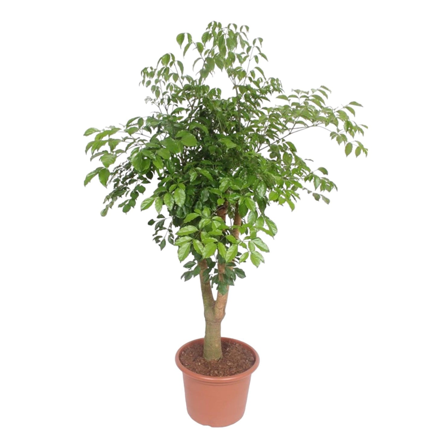 Hetropanax Chinensis vertakt - 200 cm - ø45