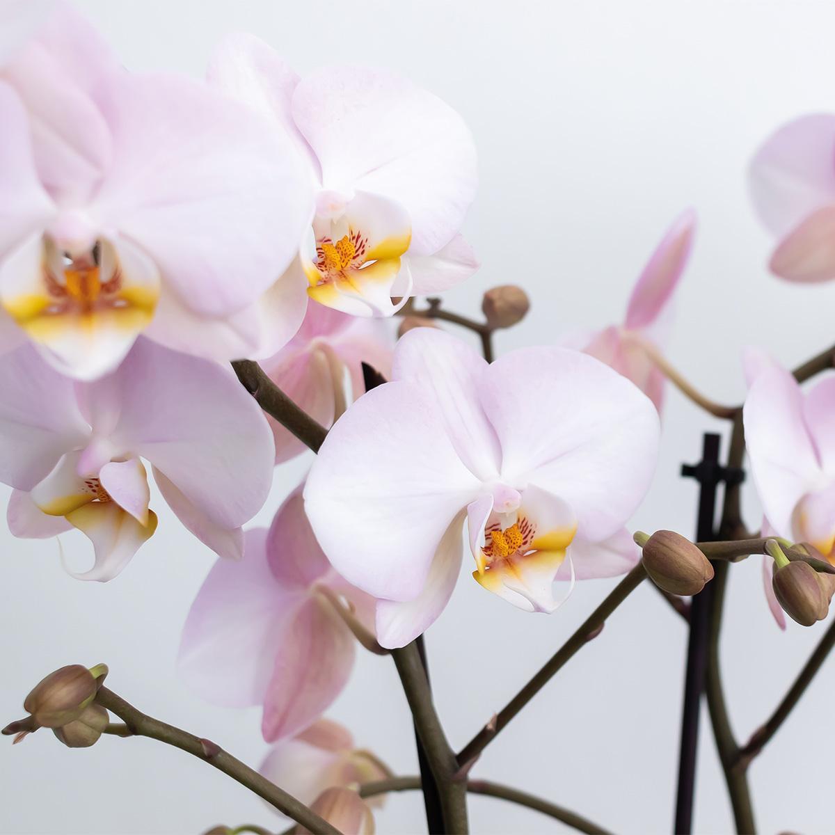Kolibri Orchids | Complete Orchideeën set in Reed Basket | drie Kikkion orchideeën in rieten schaal incl. watergeefsysteem - Ø30cm