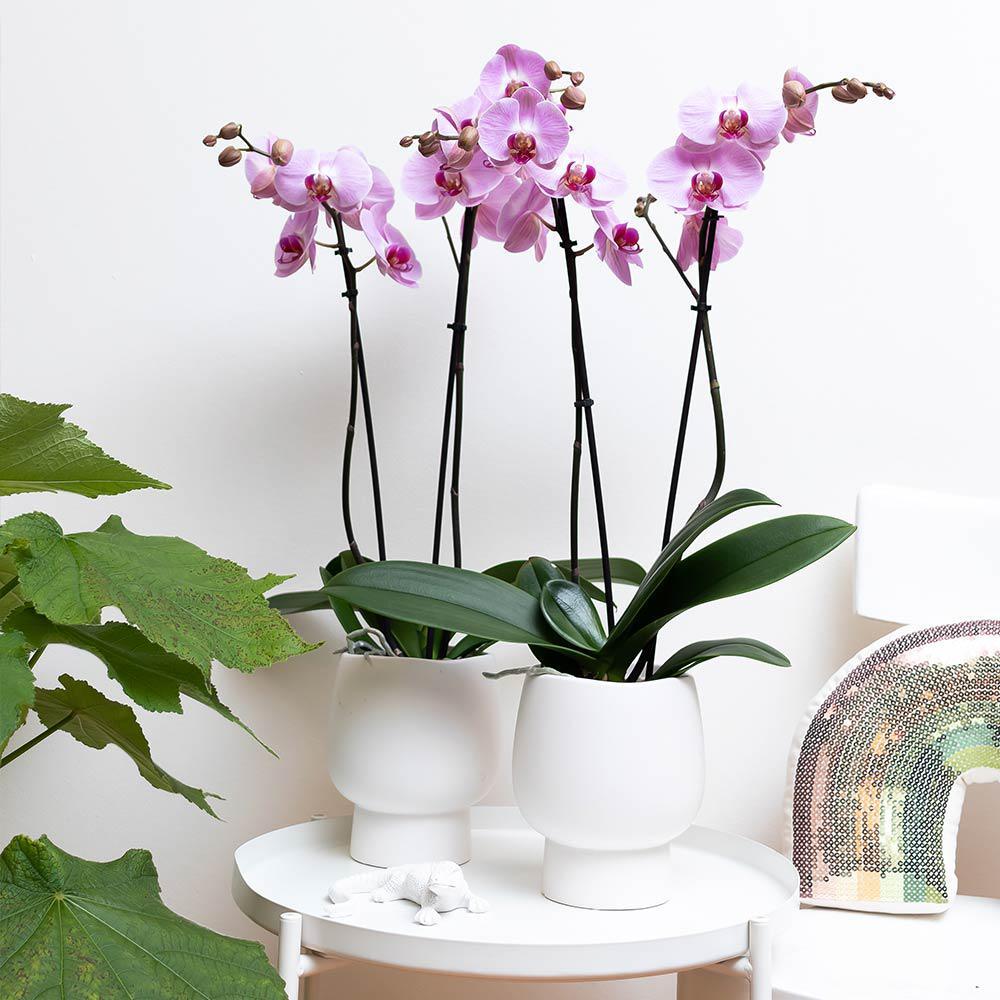 Kolibri Home | Scandic white bloempot - Witte keramieken sierpot - potmaat Ø12cm