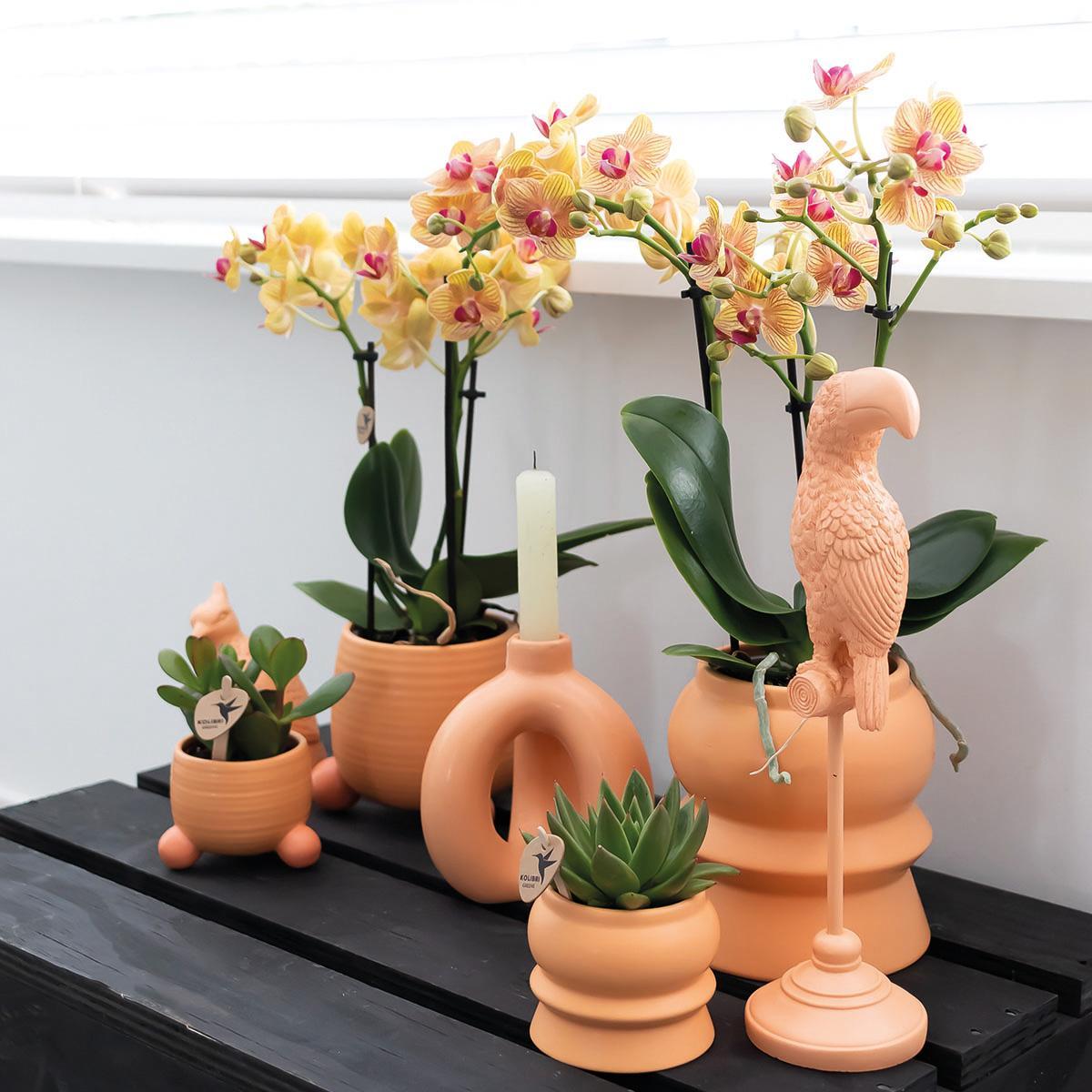 Kolibri Orchids | Oranje Phalaenopsis orchidee – Jamaica + Rolling sierpot peach – potmaat Ø9cm – 35cm hoog | bloeiende kamerplant in bloempot - vers van de kweker