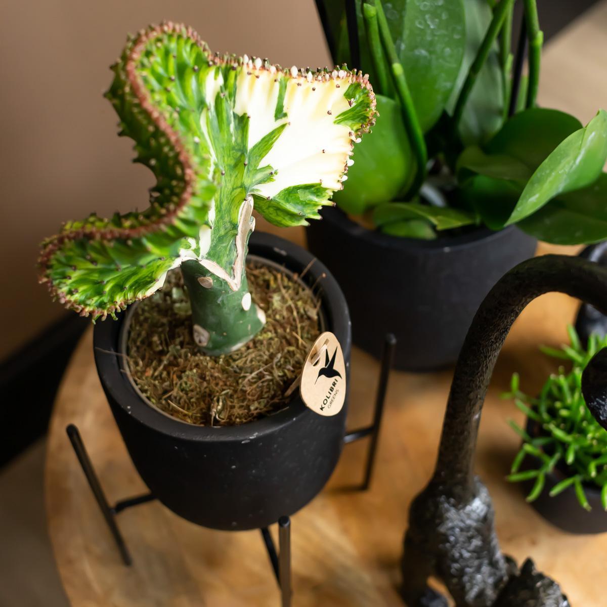 Kolibri Home | Plantenstandaard - Zwart metalen planten verhoging Ø12cm