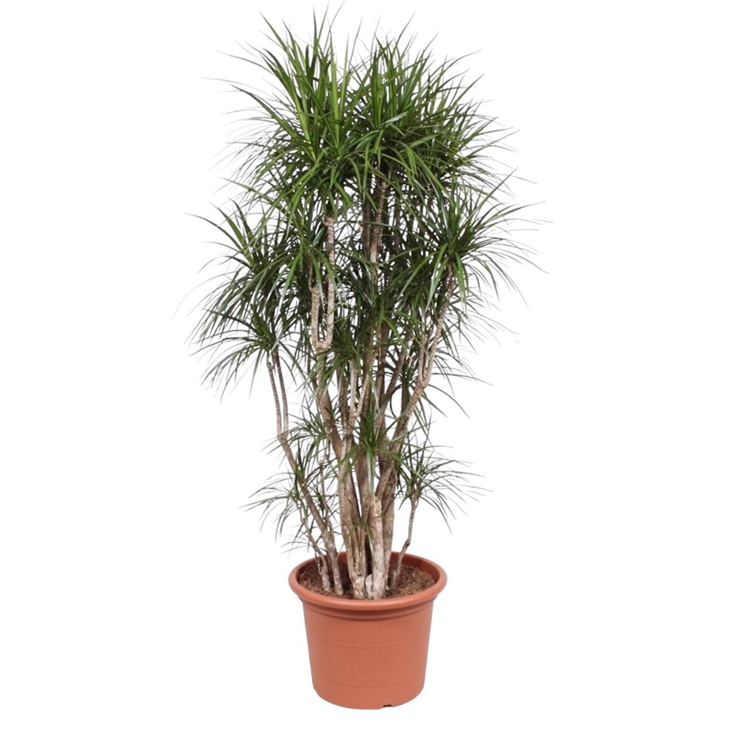 Dracaena Marginata vertakt - 210 cm - ø50