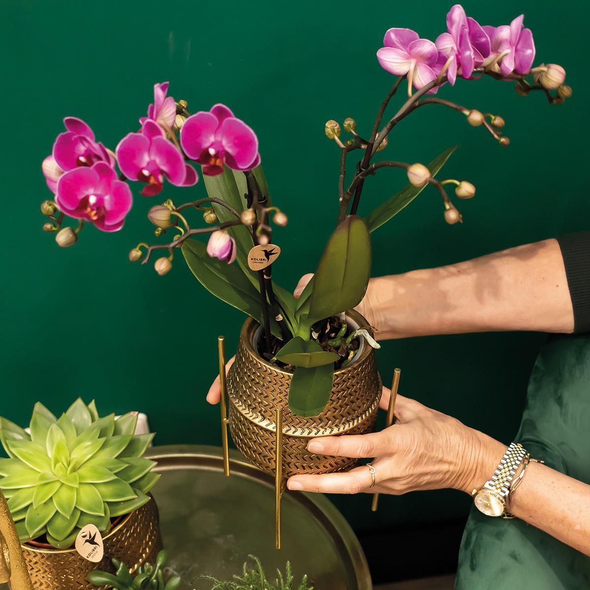 Kolibri Orchids | Roze Phalaenopsis orchidee – Treviso in Groove pot goud – potmaat Ø12cm – 35cm hoog | bloeiende kamerplant in bloempot - vers van de kweker