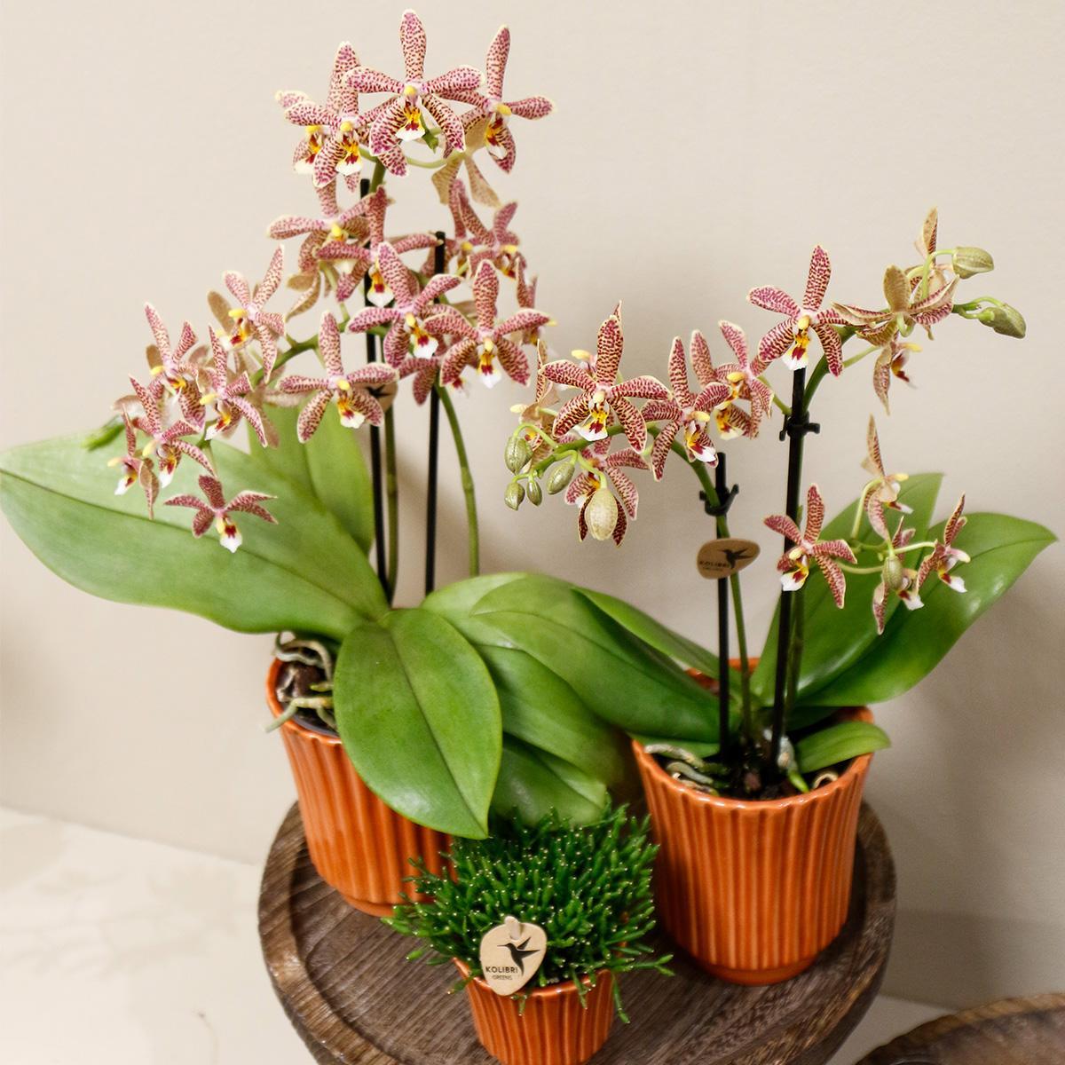 Kolibri Orchids | oranje Phalaenopsis orchidee - Spider in Retro terracotta - potmaat Ø9cm | bloeiende kamerplant - vers van de kweker