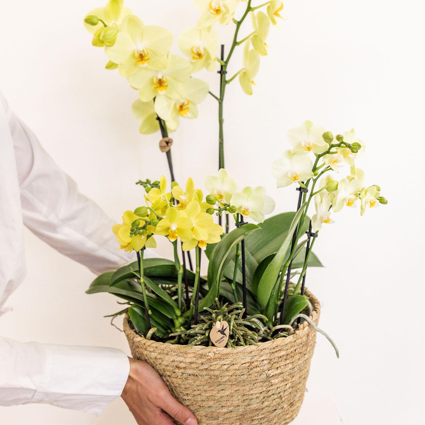 Kolibri Orchids | gele plantenset in Reed Basket incl. waterreservoir | drie gele orchideeën en drie groene planten Rhipsalis | Field Bouquet geel met zelfvoorzienend waterreservoir