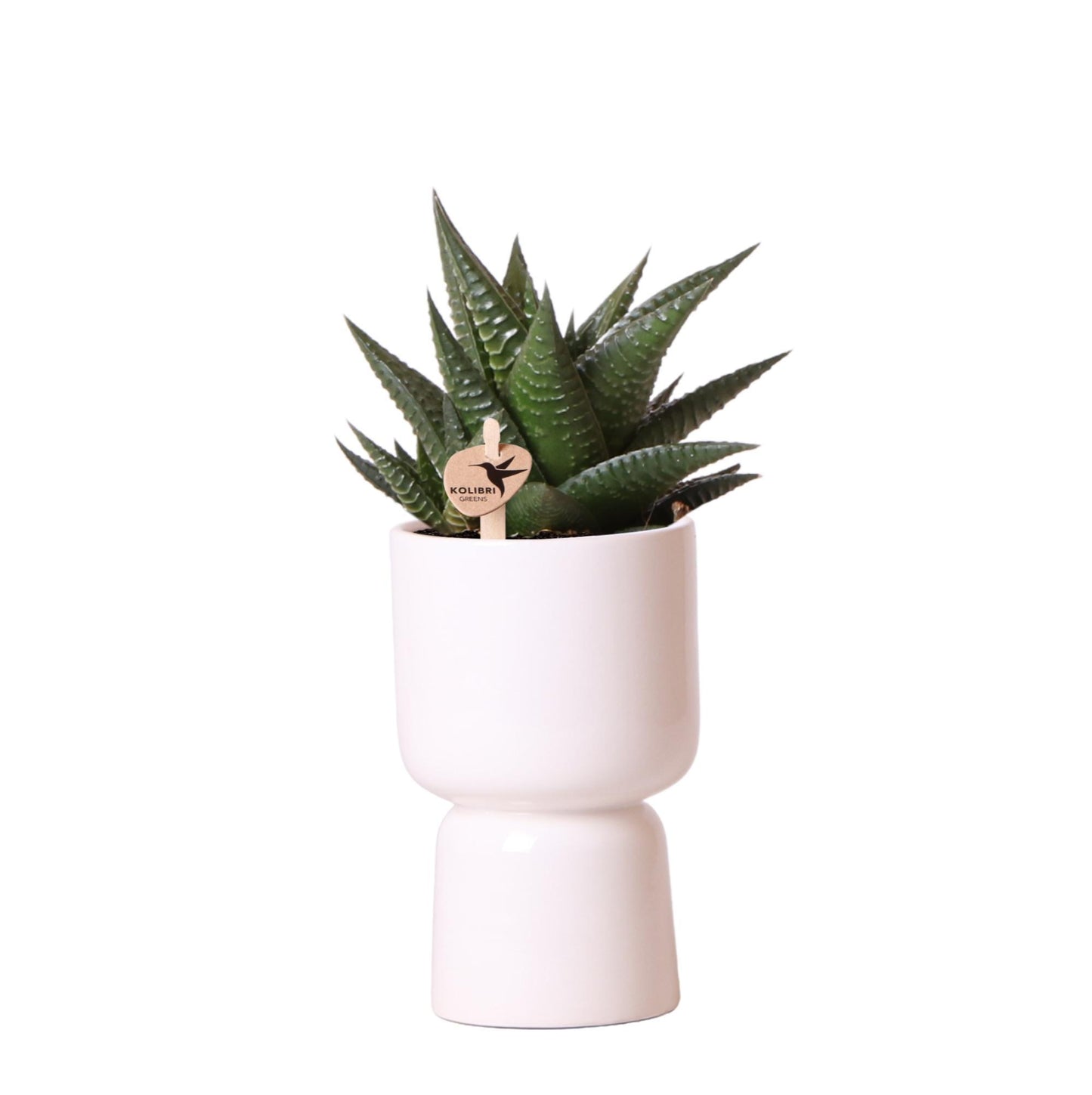 Kolibri Greens | Groene plant - Succulent Haworthia Limifolia in Trophy pot wit - potmaat Ø9cm - groene kamerplant - vers van de kweker