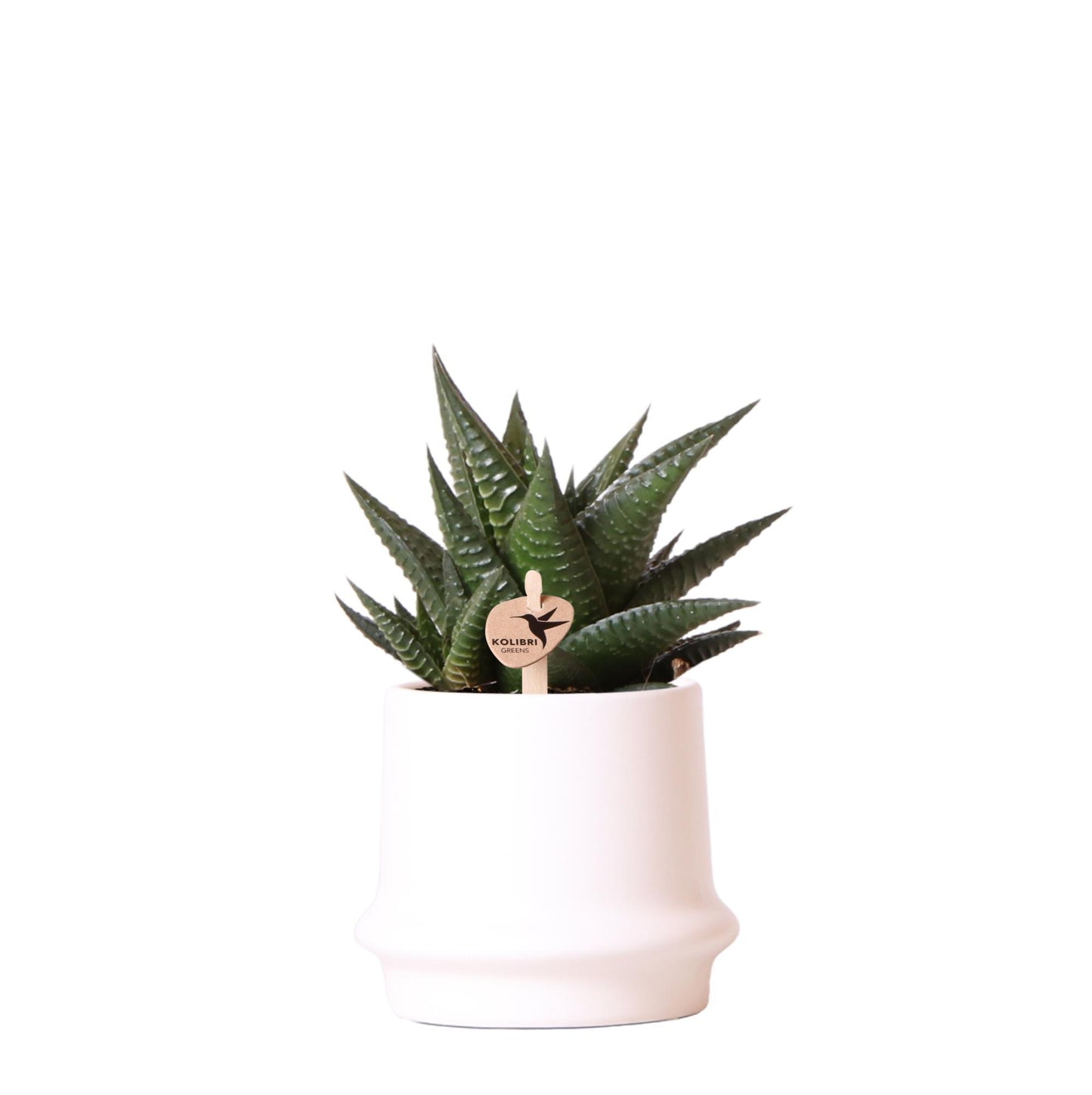 Kolibri Greens | Groene plant - Succulent Haworthia Limifolia in Ring pot wit - potmaat Ø9cm - groene kamerplant - vers van de kweker