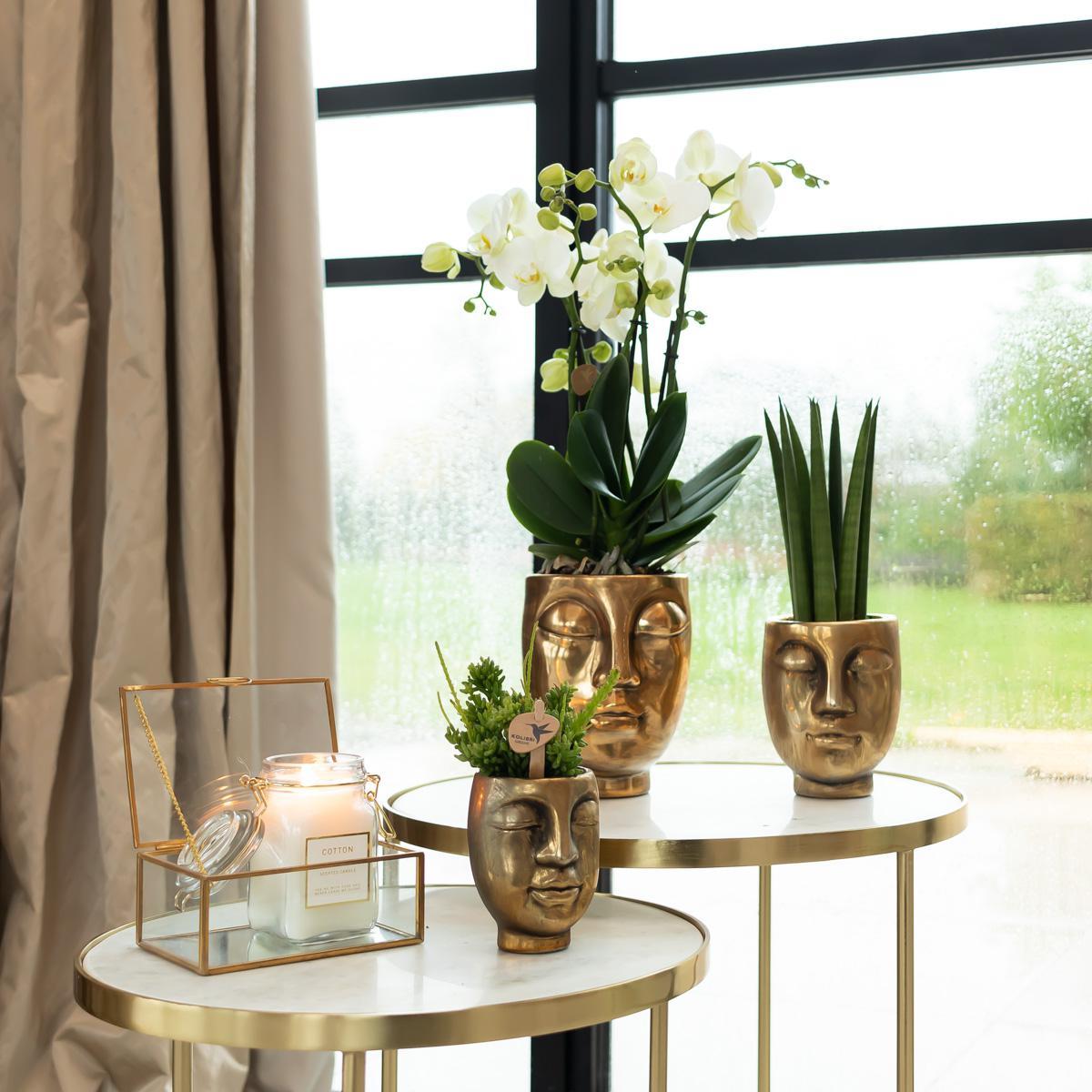 Kolibri Orchids | witte Phalaenopsis orchidee – Amabilis + Face-2-face sierpot goud – potmaat Ø9cm – 40cm hoog | bloeiende kamerplant in bloempot - vers van de kweker