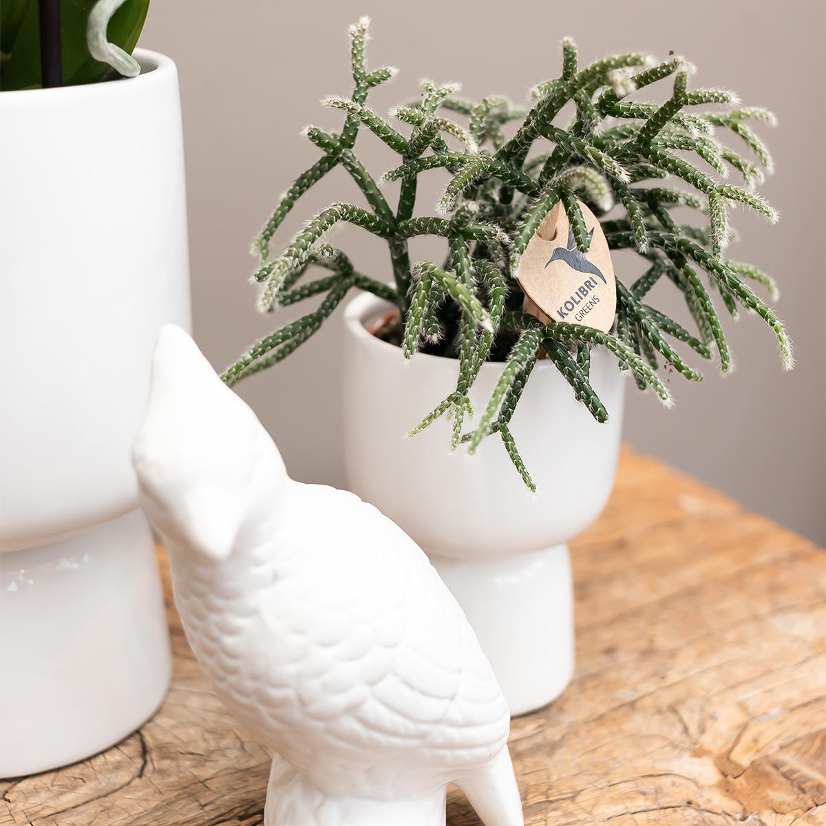 Kolibri Home | Trophy bloempot - Witte keramieken sierpot - potmaat Ø6cm