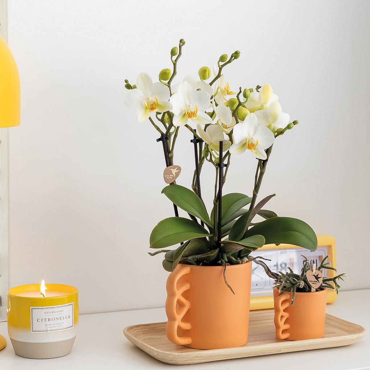 Kolibri Orchids | Plantenset Optimisme peach small| Groene planten met witte Phalaenopsis orchidee in Optimism peach sierpotten en bamboe dienblad