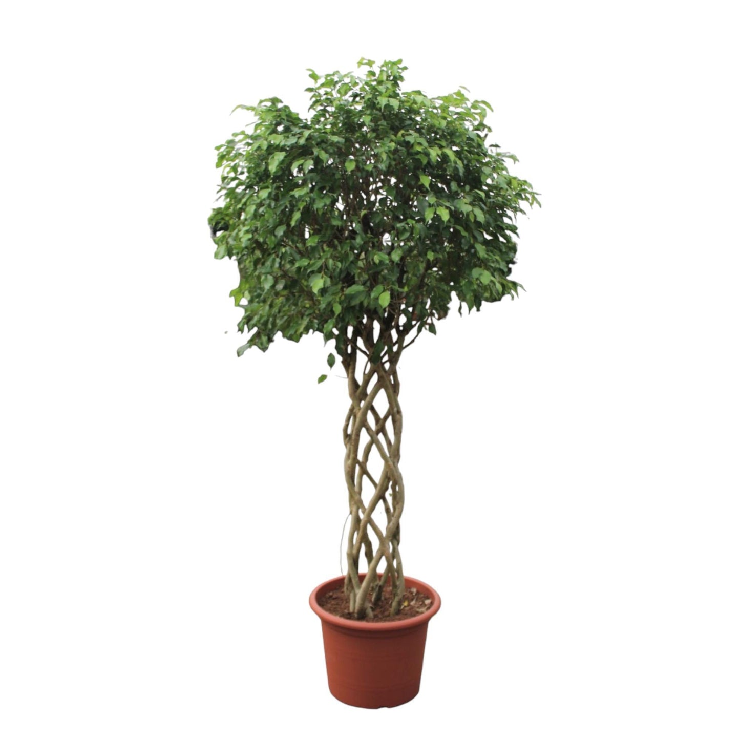 Ficus Benjamina Exotica gevlochten stam - 250 cm - ø55