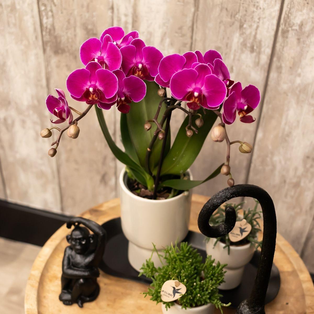 Kolibri Orchids | Paarse phalaenopsis orchidee - Morelia + Trophy sierpot grey - potmaat Ø9cm - 40cm hoog | bloeiende kamerplant - vers van de kweker