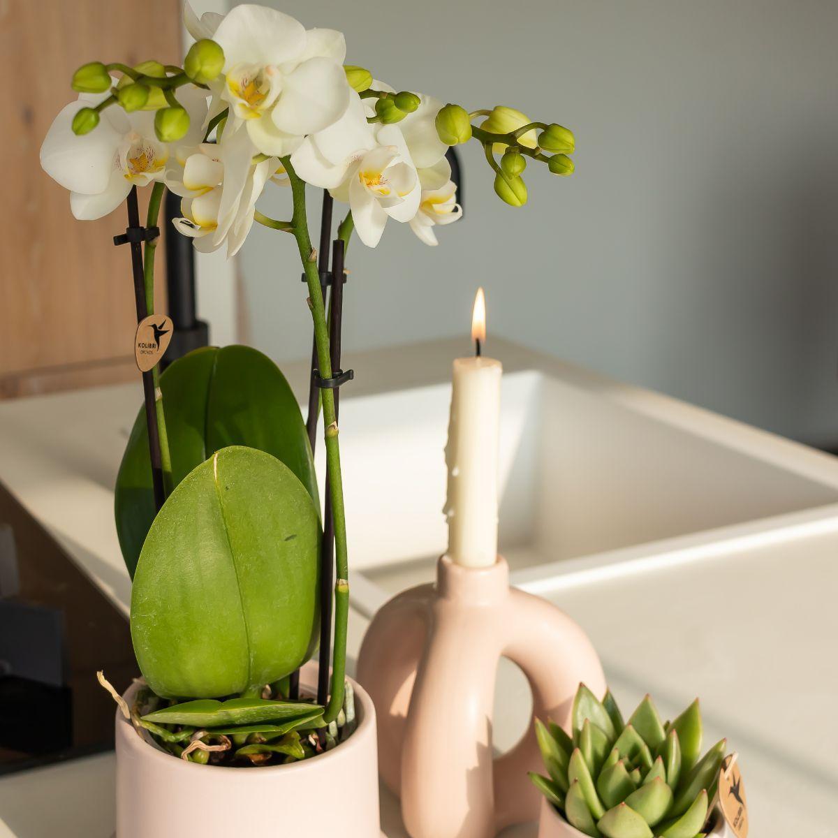 Kolibri Orchids - Planten set Ring  | Set met witte Phalaenopsis Orchidee Ø9cm en groene plant Succulent Miranda Ø6cm | incl. nudekleurige keramieken sierpotten