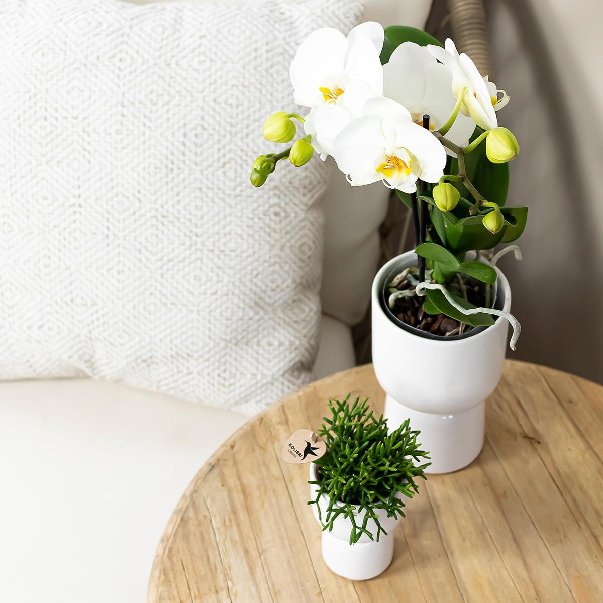 Kolibri Company - Planten set Trophy pot wit  | Set met witte Phalaenopsis orchidee Amabilis Ø9cm en groene plant Rhipsalis Burchellii Ø6cm  | incl. witte keramieken sierpotten