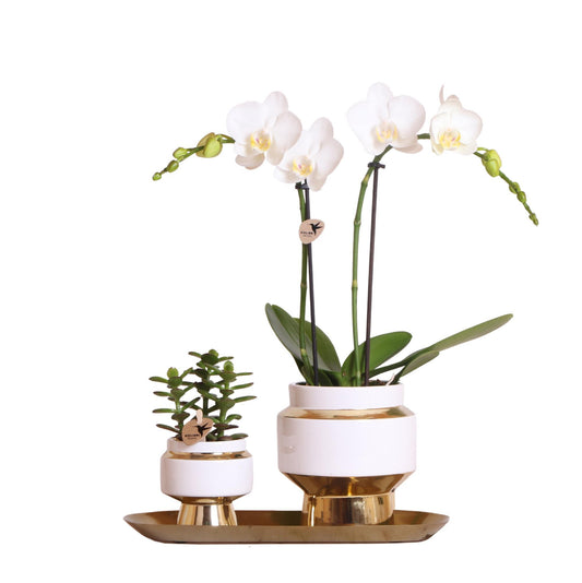 Kolibri Company - Set van witte orchidee en Succulent op gouden dienblad