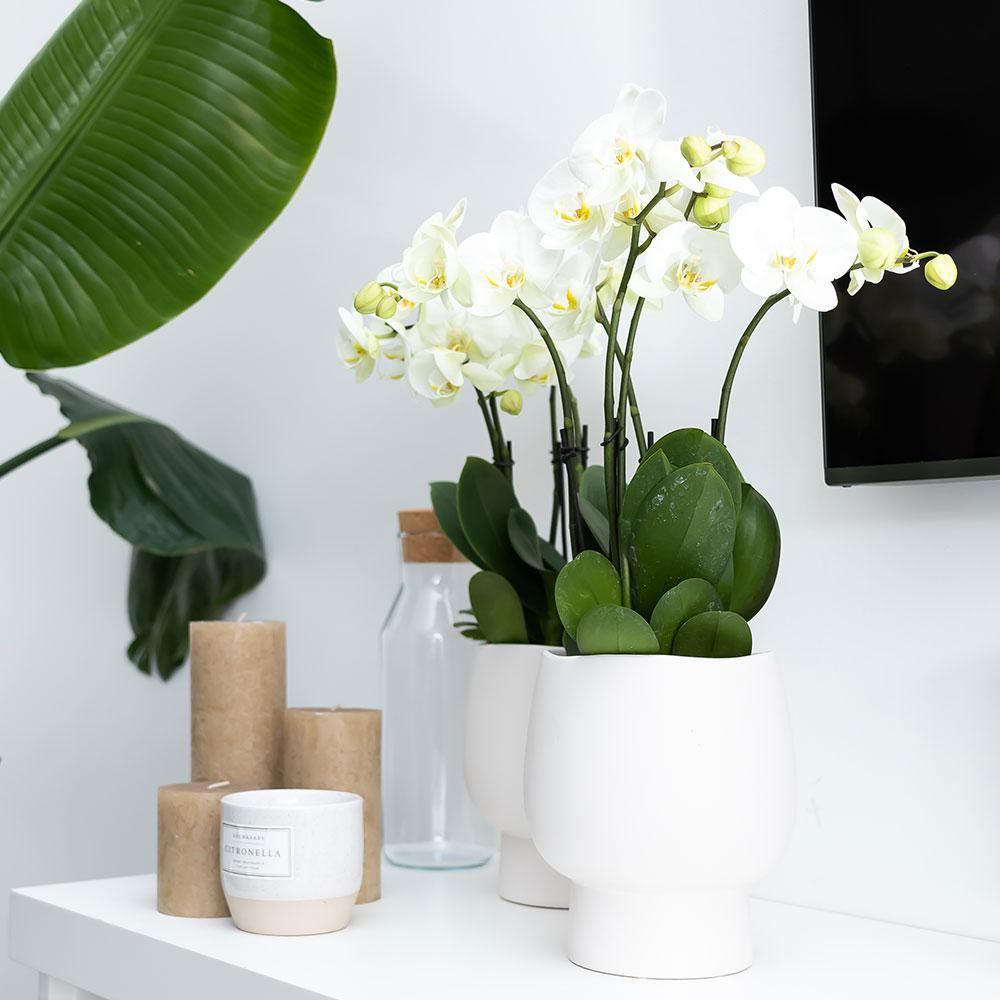 Kolibri Home | Scandic white bloempot - Witte keramieken sierpot - potmaat Ø9cm