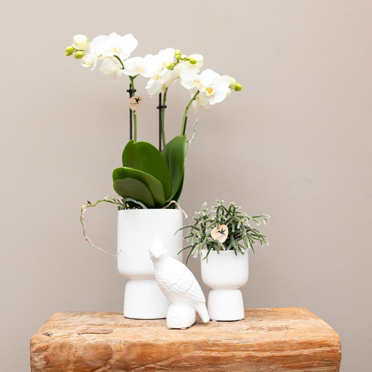 Kolibri Orchids | witte Phalaenopsis orchidee – Amabilis + Trophy sierpot grijs – potmaat Ø9cm – 45cm hoog | bloeiende kamerplant in bloempot - vers van de kweker