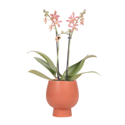 Kolibri Orchids | oranje Phalaenopsis orchidee - Spider in Scandic terracotta - potmaat Ø9cm | bloeiende kamerplant - vers van de kweker
