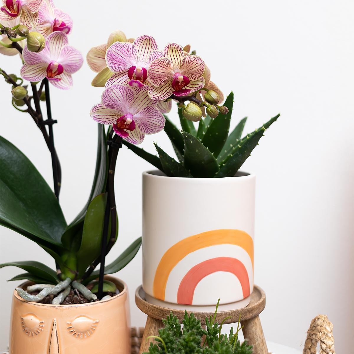 Kolibri Home | Rainbow peach bloempot - Crème keramieken sierpot met print - potmaat Ø9cm