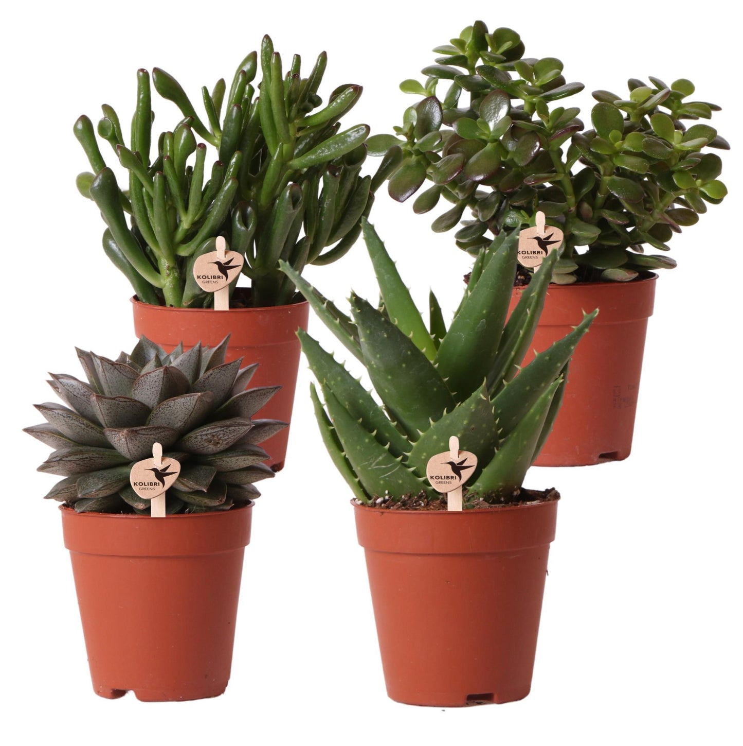 Kolibri Greens | set van 4 succulenten - groene planten - potmaat Ø9cm