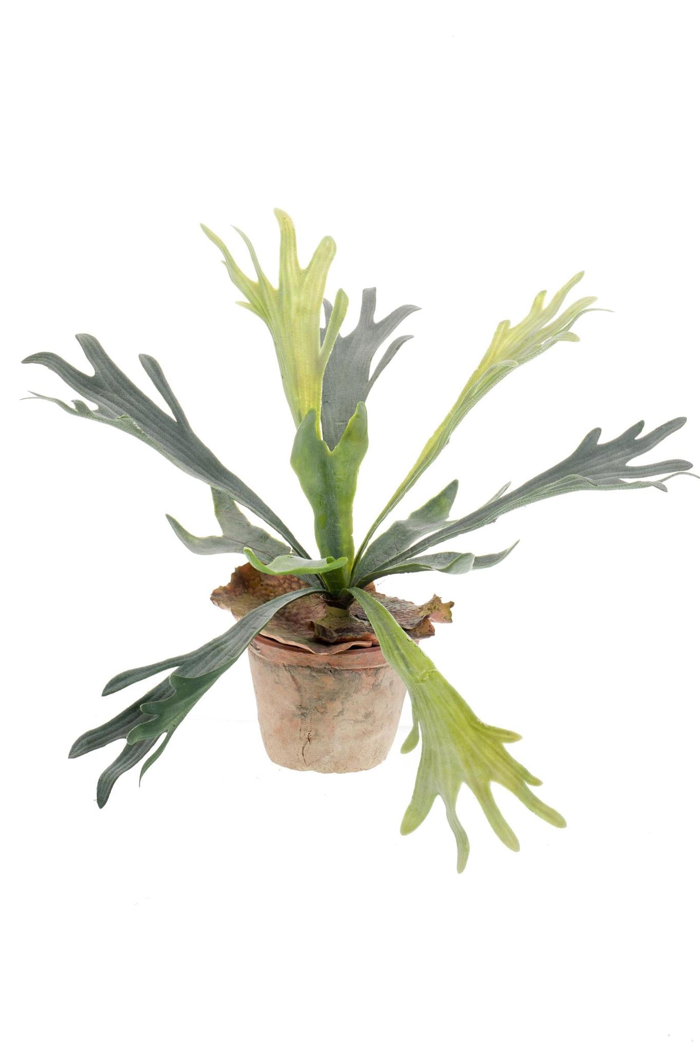 Kunstplant - Staghorn Fern - Hertshoorn - 33 cm