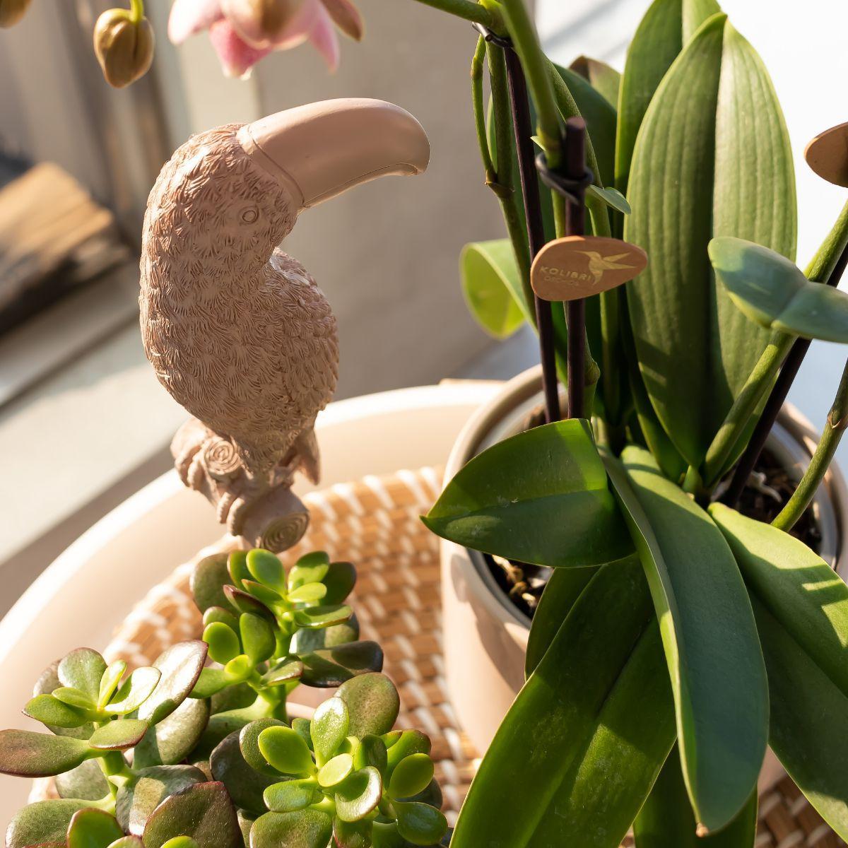Kolibri Home | Ornament - Decoratie beeld Toucan nude