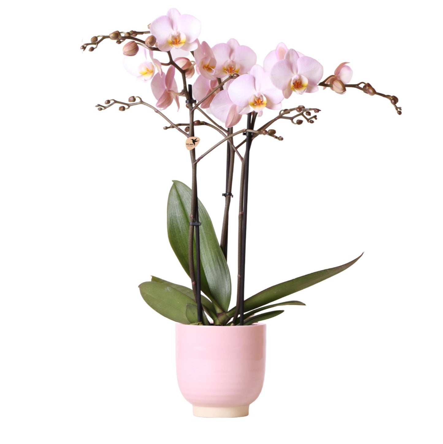 Kolibri Orchids | Roze phalaenopsis orchidee in roze Glazed sierpot - potmaat Ø12cm