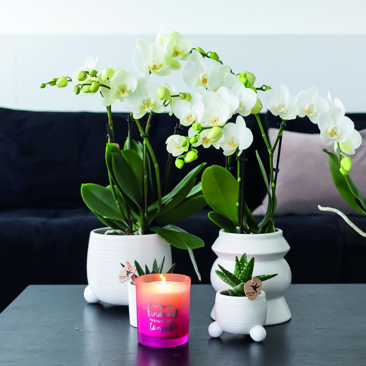 Kolibri Orchids | COMBI DEAL van 2 witte Phalaenopsis orchideeën - Amabilis - potmaat Ø9cm | bloeiende kamerplant - vers van de kweker