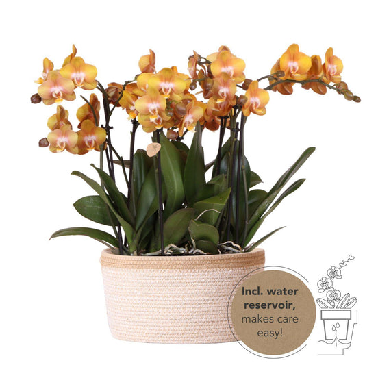Kolibri Orchids | oranje orchideeënset in Cotton Basket incl. waterreservoir | drie oranje orchideeën Las Vegas 12cm | Mono Bouquet oranje met zelfvoorzienend waterreservoir.