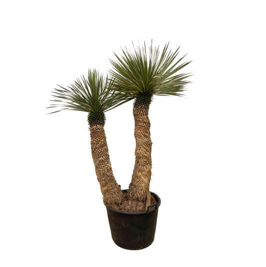 Yucca Rostrata Hidra - 200 cm - ø60
