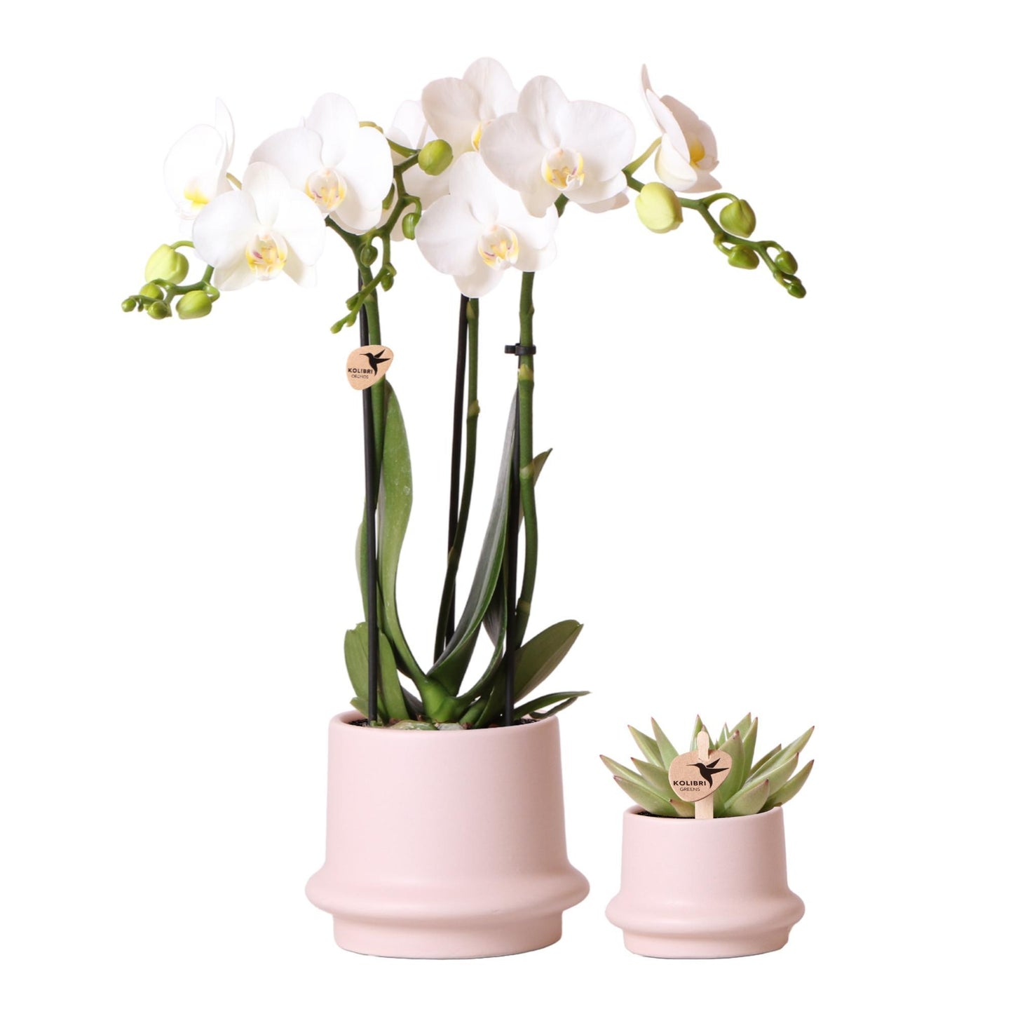 Kolibri Orchids - Planten set Ring  | Set met witte Phalaenopsis Orchidee Ø9cm en groene plant Succulent Miranda Ø6cm | incl. nudekleurige keramieken sierpotten