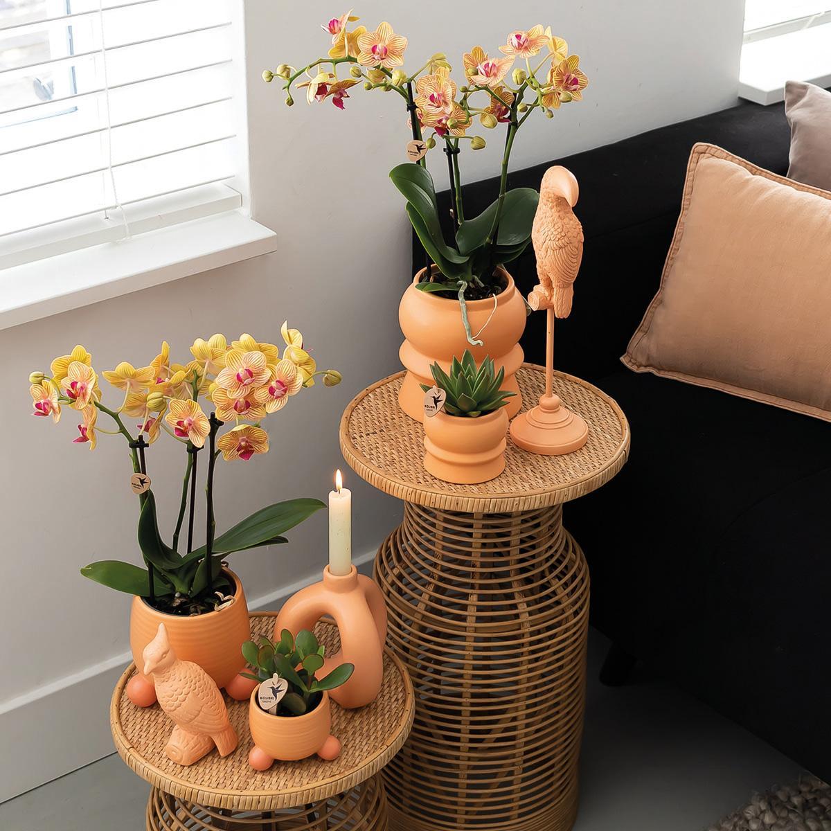 Kolibri Orchids | Oranje Phalaenopsis orchidee – Jamaica + Rolling sierpot peach – potmaat Ø9cm – 35cm hoog | bloeiende kamerplant in bloempot - vers van de kweker